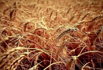 экспортная пошлина на пшеницу
